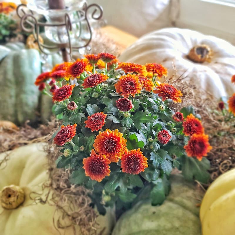 rust colored mums in between cream and green pumpkins
