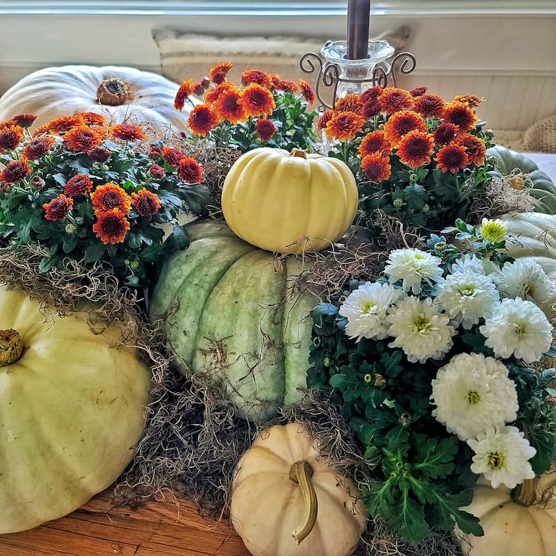 fall table with Spanish moss mixed in with pumpkins and mums