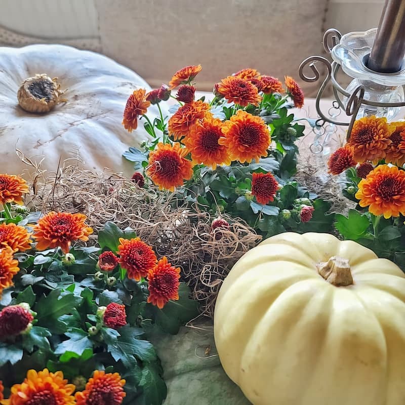 orange mums with pumpkins