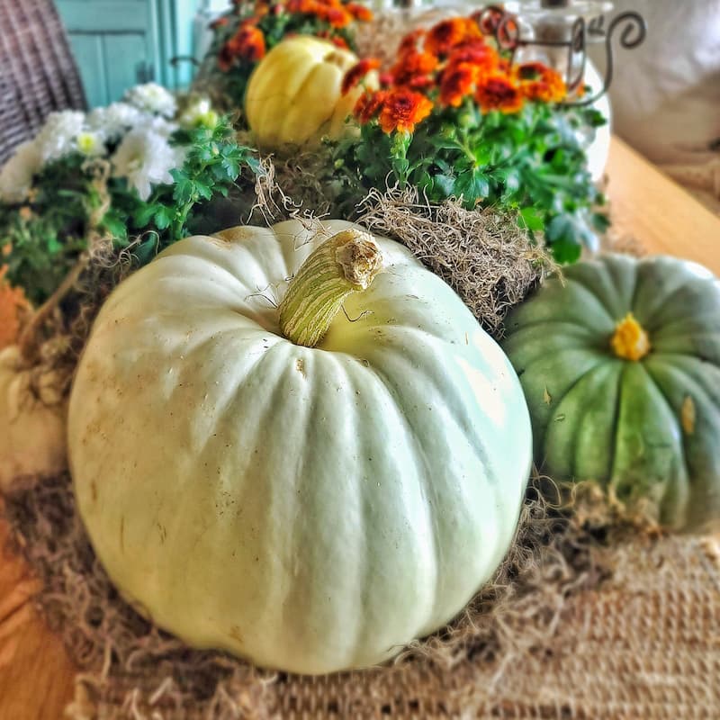 pumpkins and mums