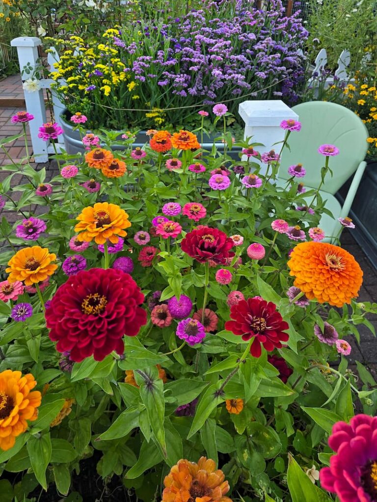 Fireball zinnias in vivid orange growing in a cottage cut flower garden in August