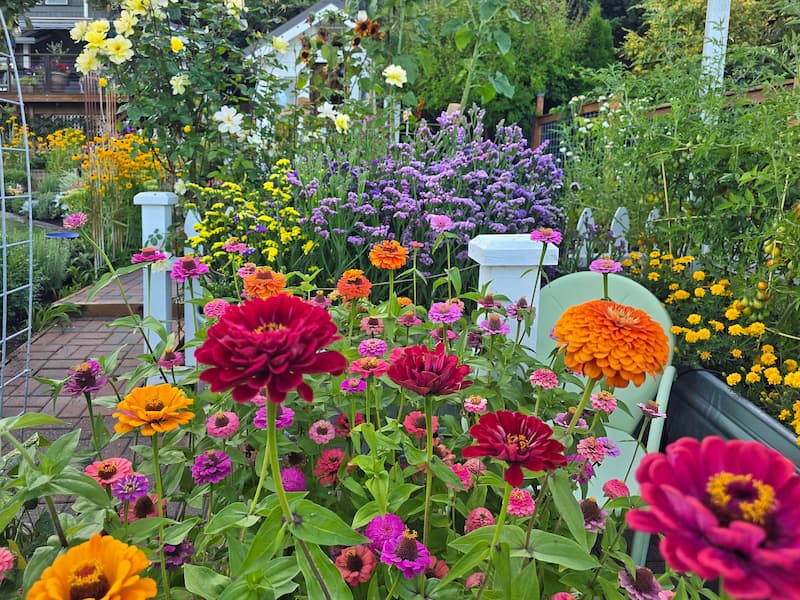 Bold Fireball zinnias in rich orange and red blooming in a Pacific Northwest cut flower garden