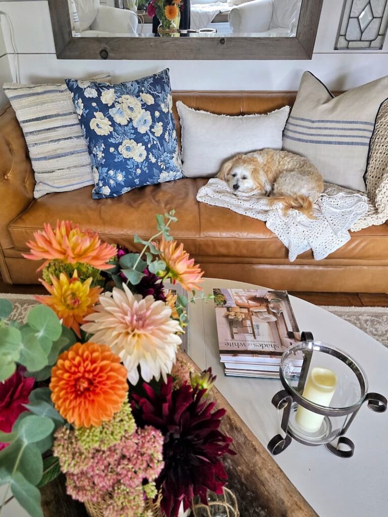 Ollie the cream colored dog on the leather couch in the cottage living room