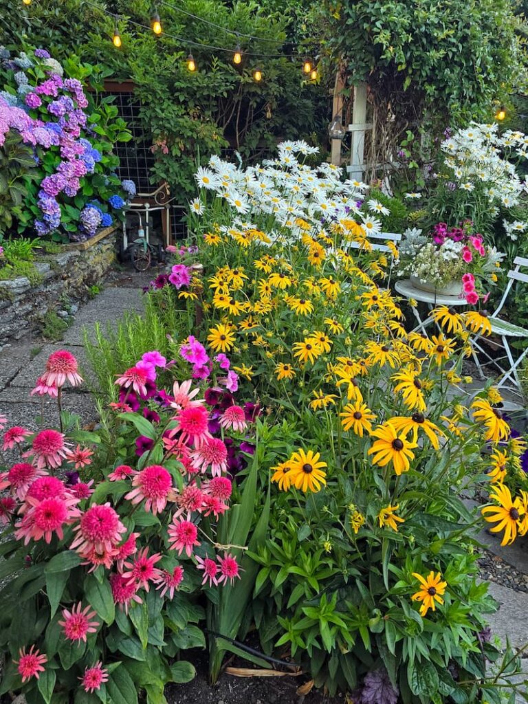 Fuchsia coneflowers, daisies, black-eyed Susans, and purple hydrangeas in a cottage garden