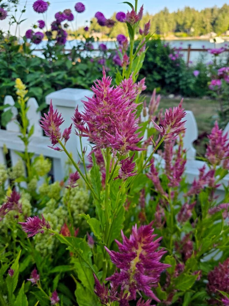 dusty rose celosia growing in a Pacific Northwest cottage cut flower garden