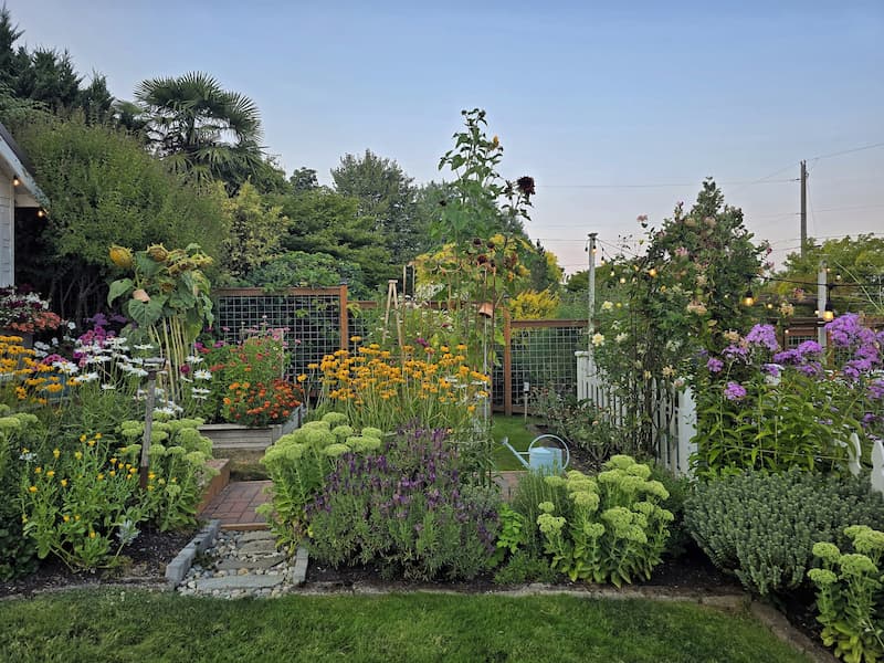 lush summer cottage garden in August on Puget Sound