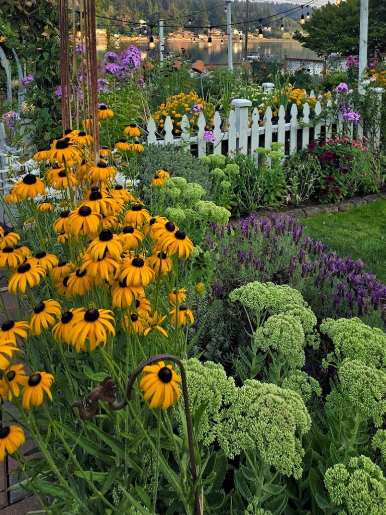 Lavender, black-eyed Susans, and sedum Autumn Joy growing together in a late summer cottage garden