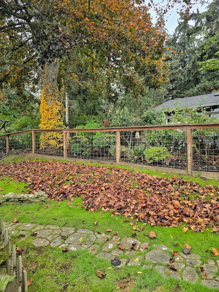 Autumn leaves drifting down from a tree onto the garden