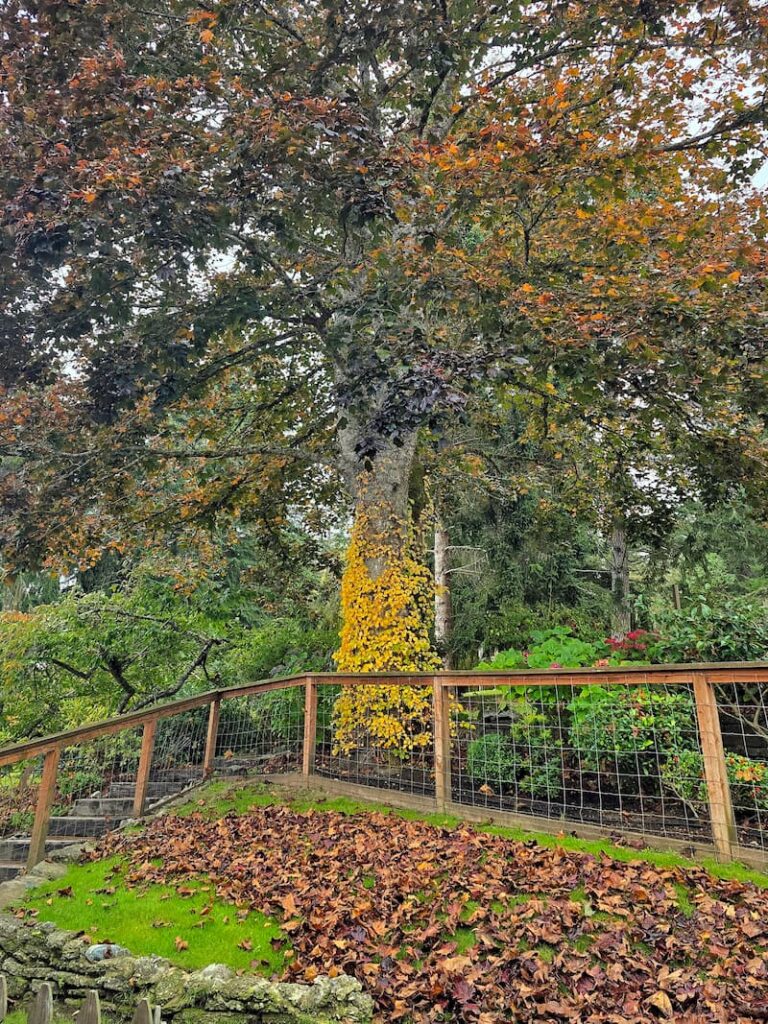 Freshly fallen leaves collecting on the ground ready to be raked