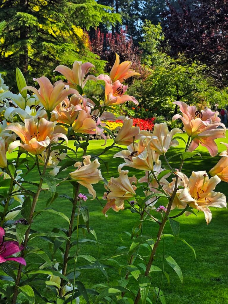 salmon colored lilies