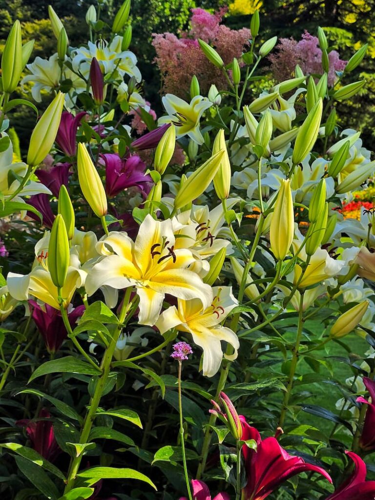 white and yellow lilies