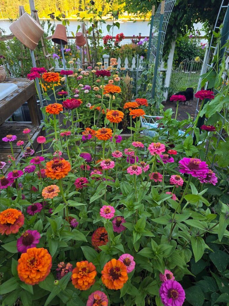 Lilliput and Fireball zinnias blooming together in a cottage cut flower garden