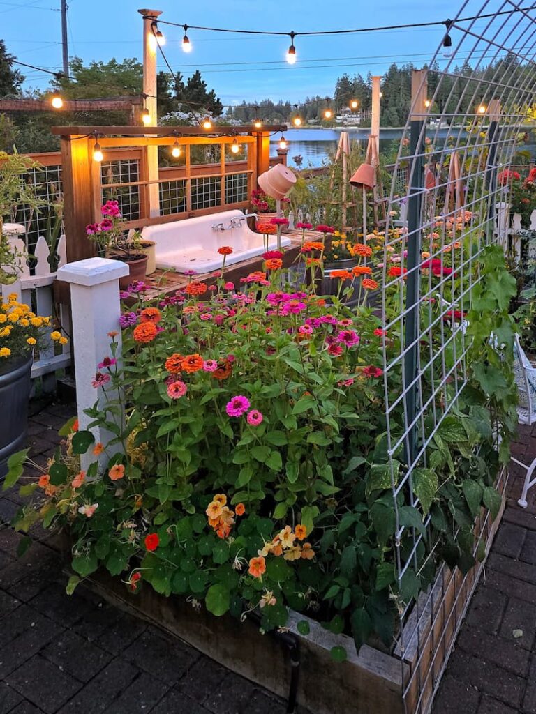 bright colored zinnias growing in raised beds in front of vintage farmhouse sink