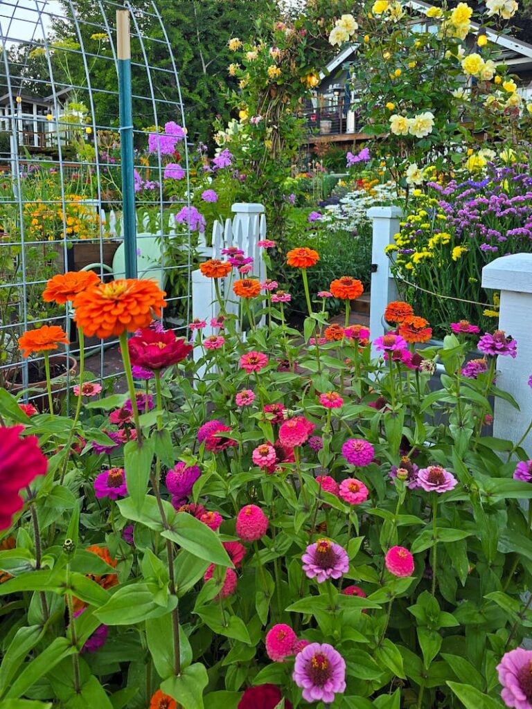 Lilliput zinnias in a mix of colors growing in a Pacific Northwest cut flower garden