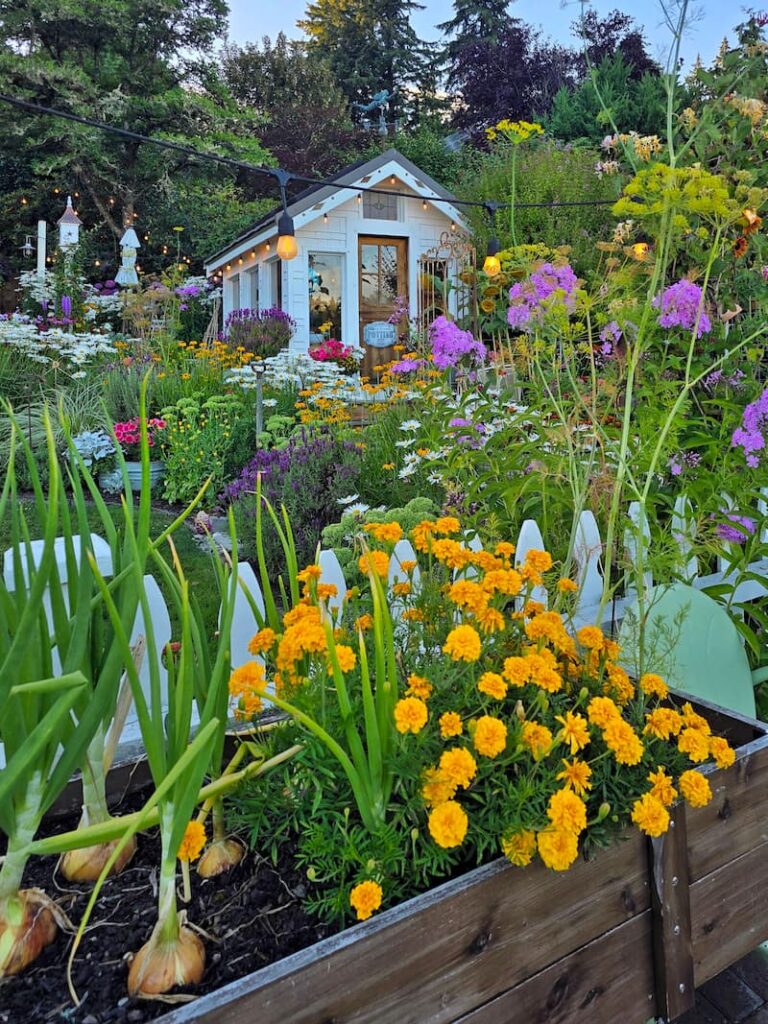 Raised bed with onions and marigolds growing in front of a cottage greenhouse