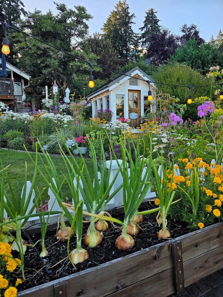 Onions and marigolds growing together in a raised bed in front of a greenhouse
