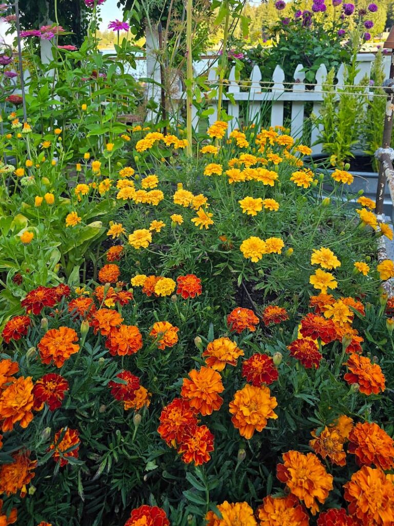 Orange and yellow marigolds blooming in a Pacific Northwest cottage garden in late summer