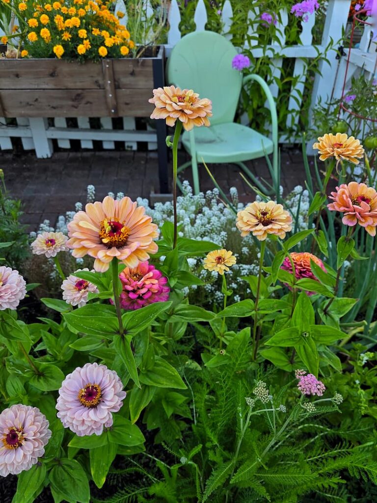 Pastel colored zinnias in soft pinks and creams growing in a cut flower garden