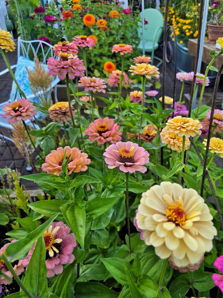 Pastel colored zinnias in shades of blush and cream growing in a cottage cut flower garden