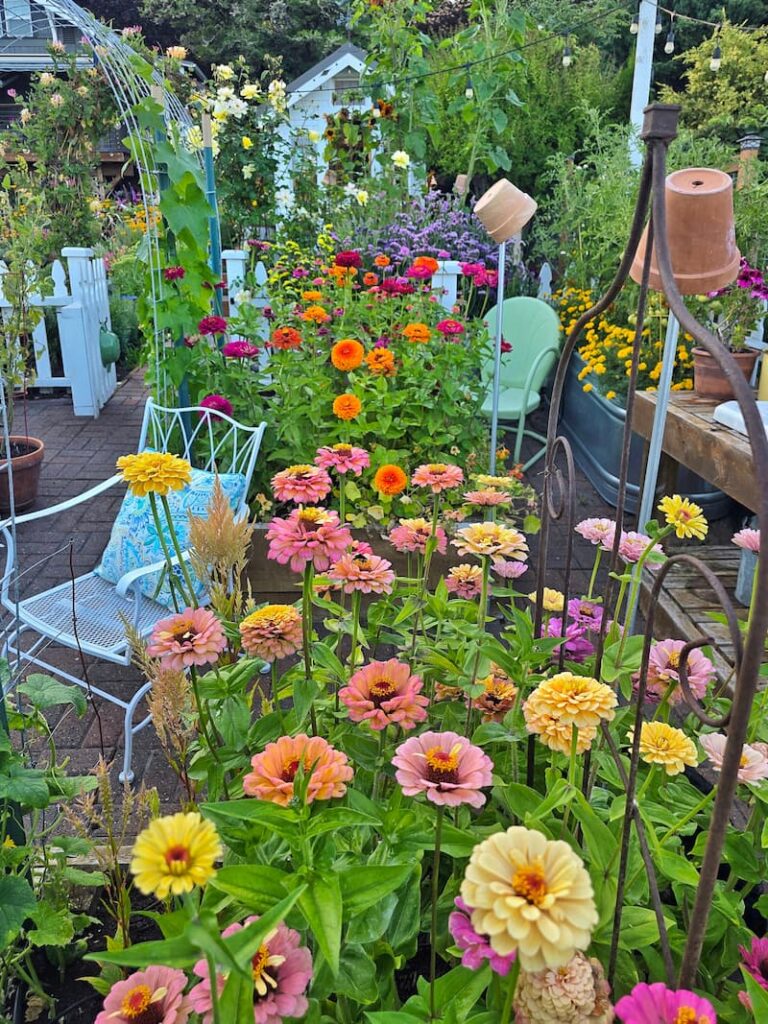 Soft pastel zinnias blooming in a Pacific Northwest cut flower garden in August
