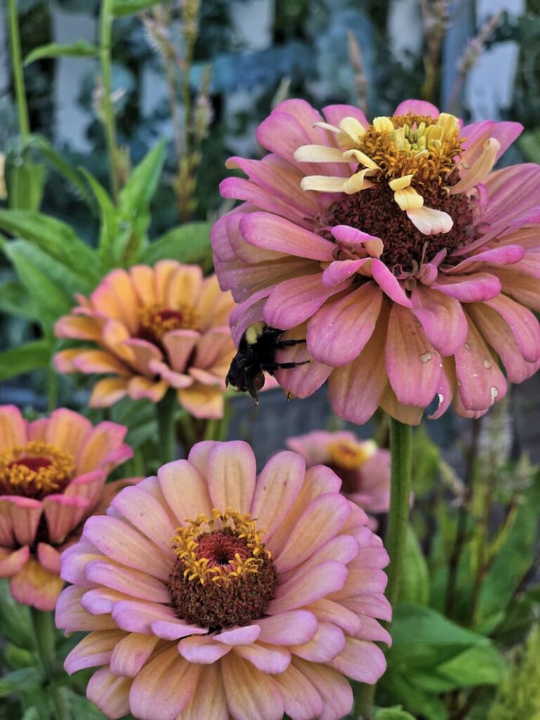 Delicate pastel zinnia blooms in a late summer Pacific Northwest cut flower garden