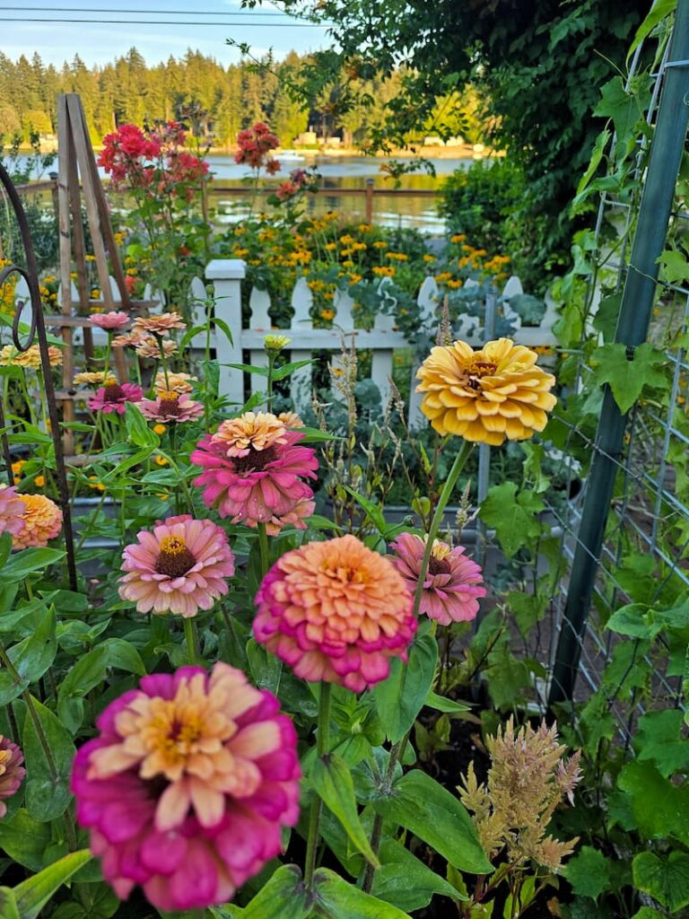Pink and orange zinnias blooming in a Pacific Northwest cut flower garden in August