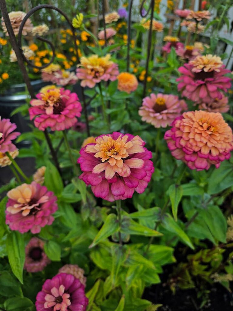 Colorful pink and orange zinnias growing in a cottage cut flower garden in late summer
