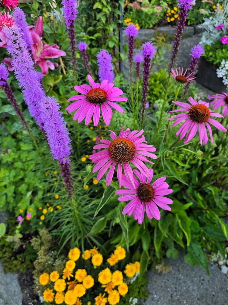 Purple coneflower and blazing star growing together in a Pacific Northwest cottage garden