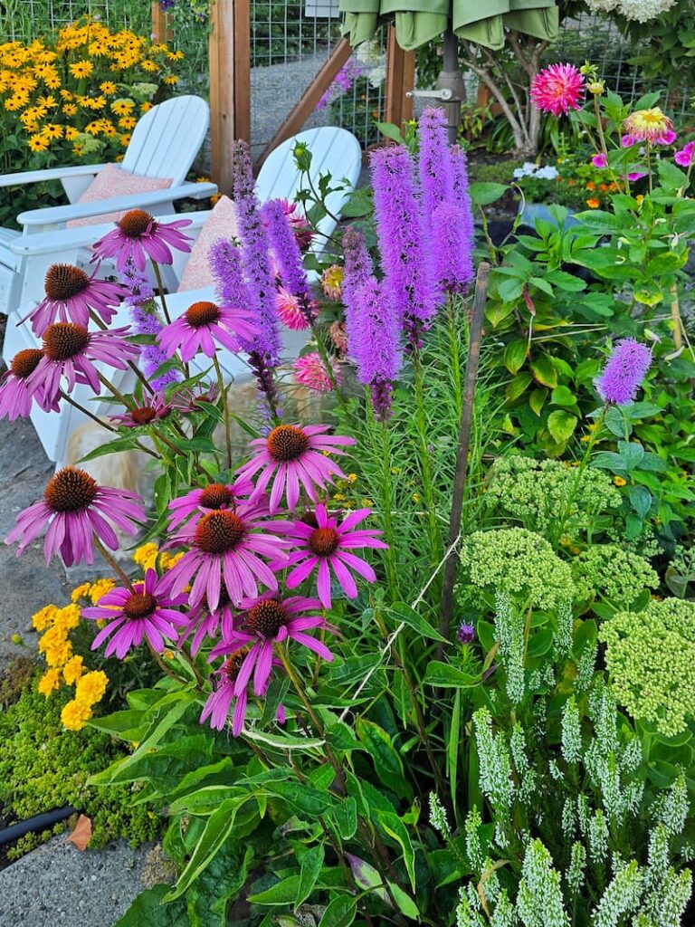 Purple coneflowers and blazing star growing together as pollinator plants in a cottage garden