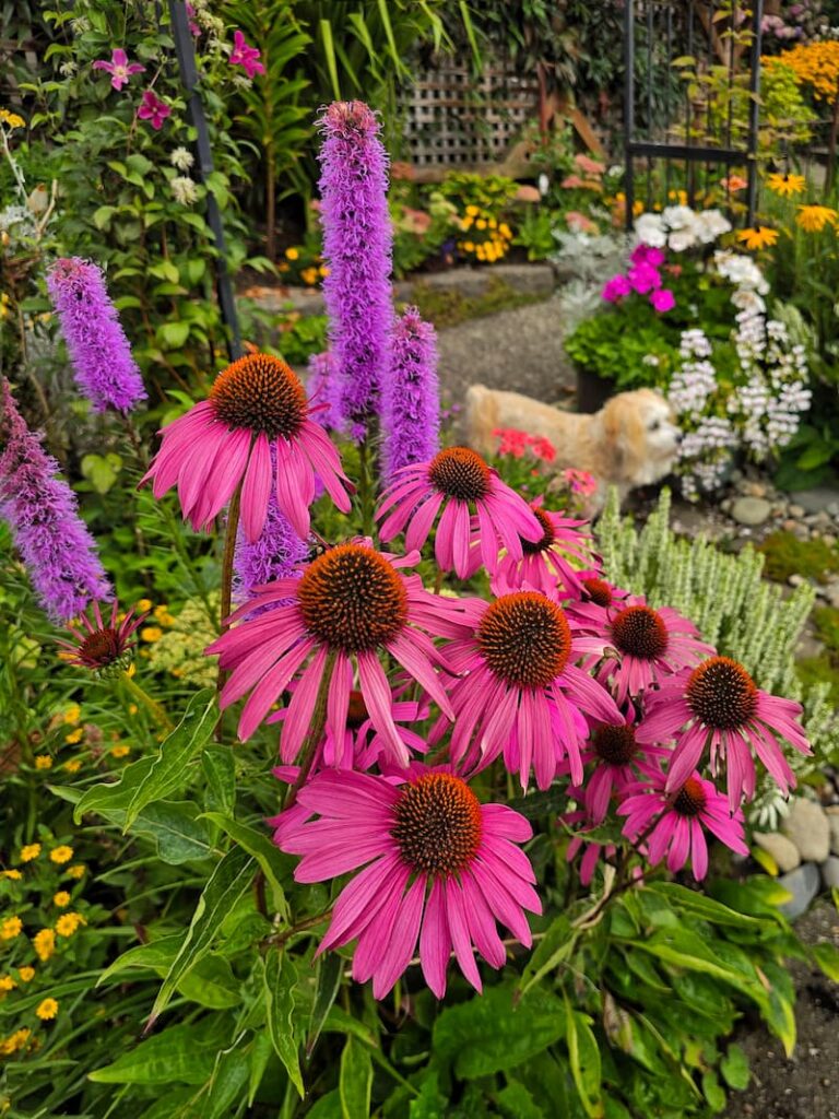 Purple coneflowers and blazing star with Ollie the cream colored dog in a cottage garden