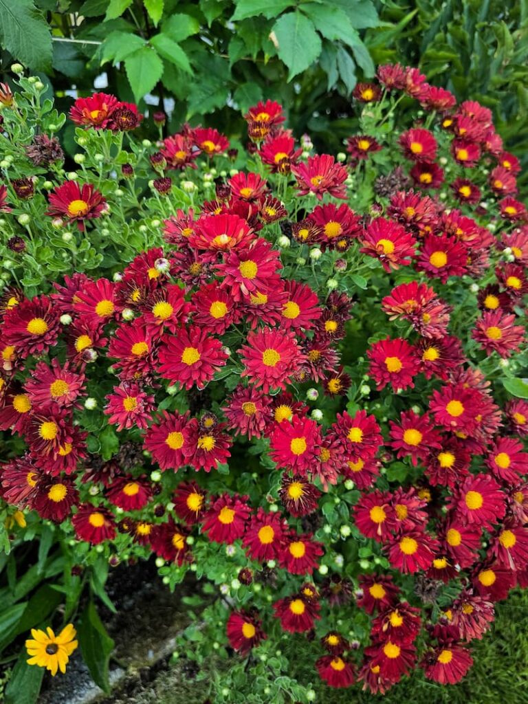 Red mums blooming in a Pacific Northwest cottage garden in late summer