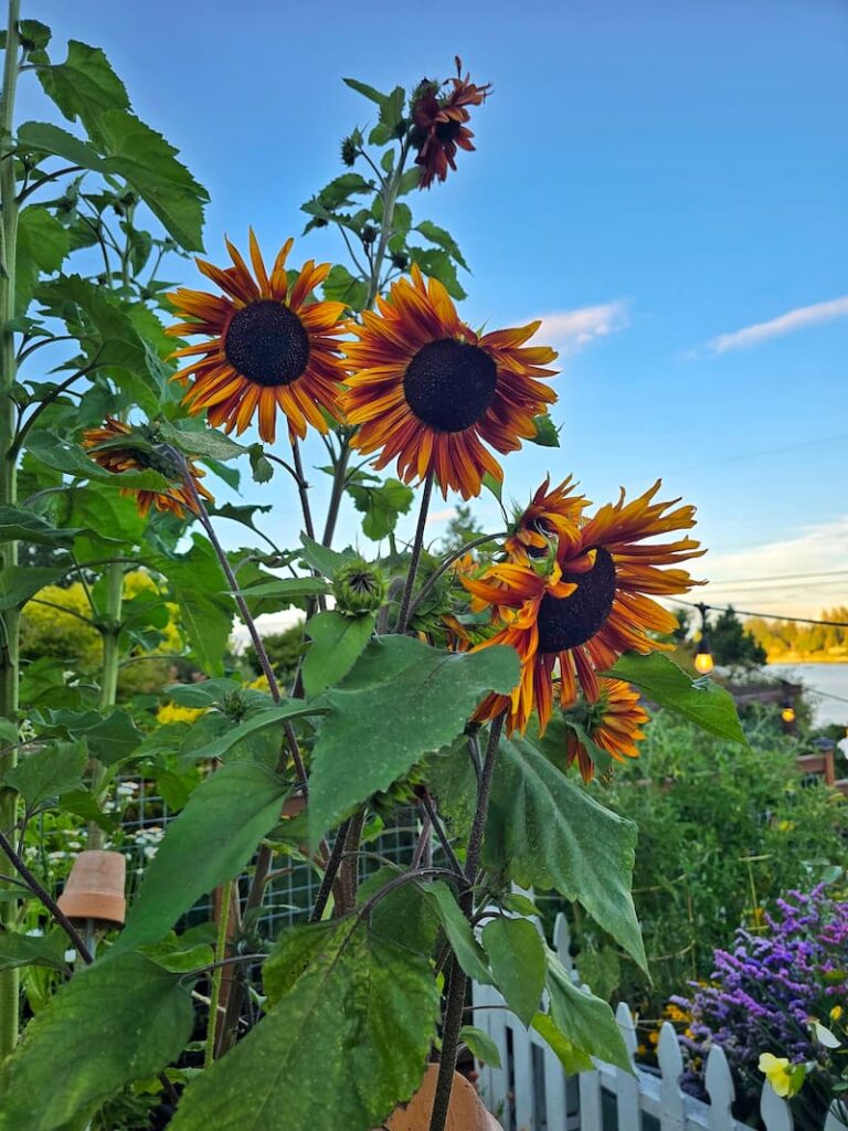 Ruby Eclipse sunflowers blooming in a cottage cut flower garden
