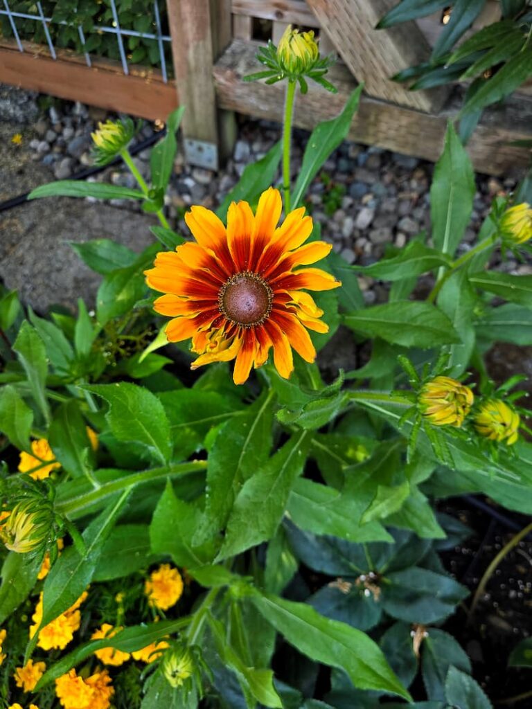 Rudbeckia black-eyed Susans bringing late summer color to a Pacific Northwest cottage garden
