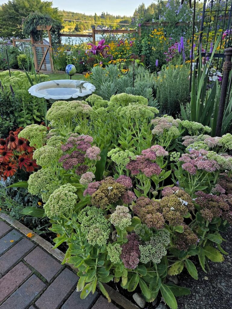 Sedum Autumn Joy deepening in color in a late summer Pacific Northwest cottage garden