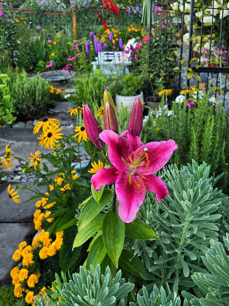 Stargazer lily in full bloom in a Pacific Northwest cottage garden