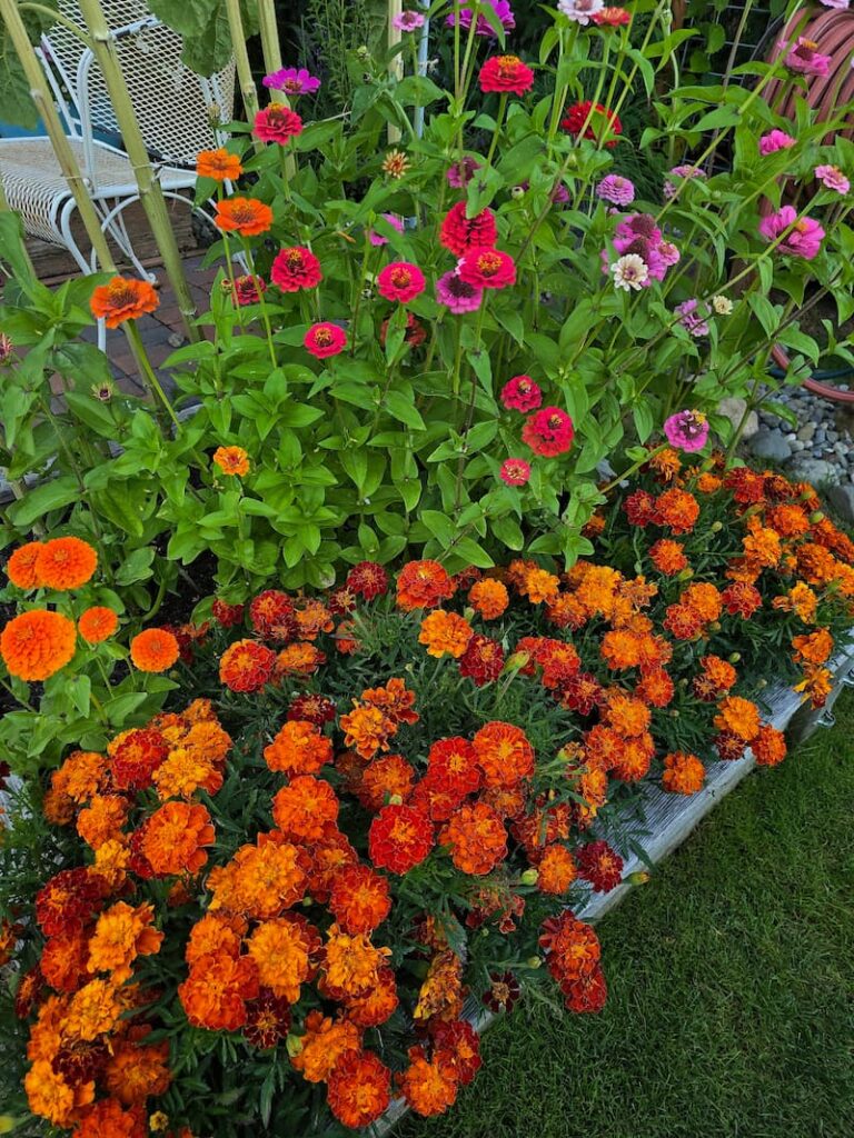 State Fair zinnias and red cherry marigolds growing together in a cut flower garden