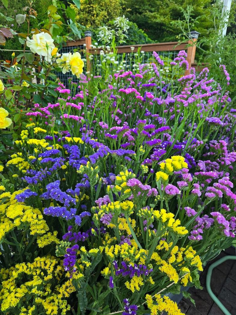 Mixed statice in purple, yellow, and rose growing in a cut flower garden
