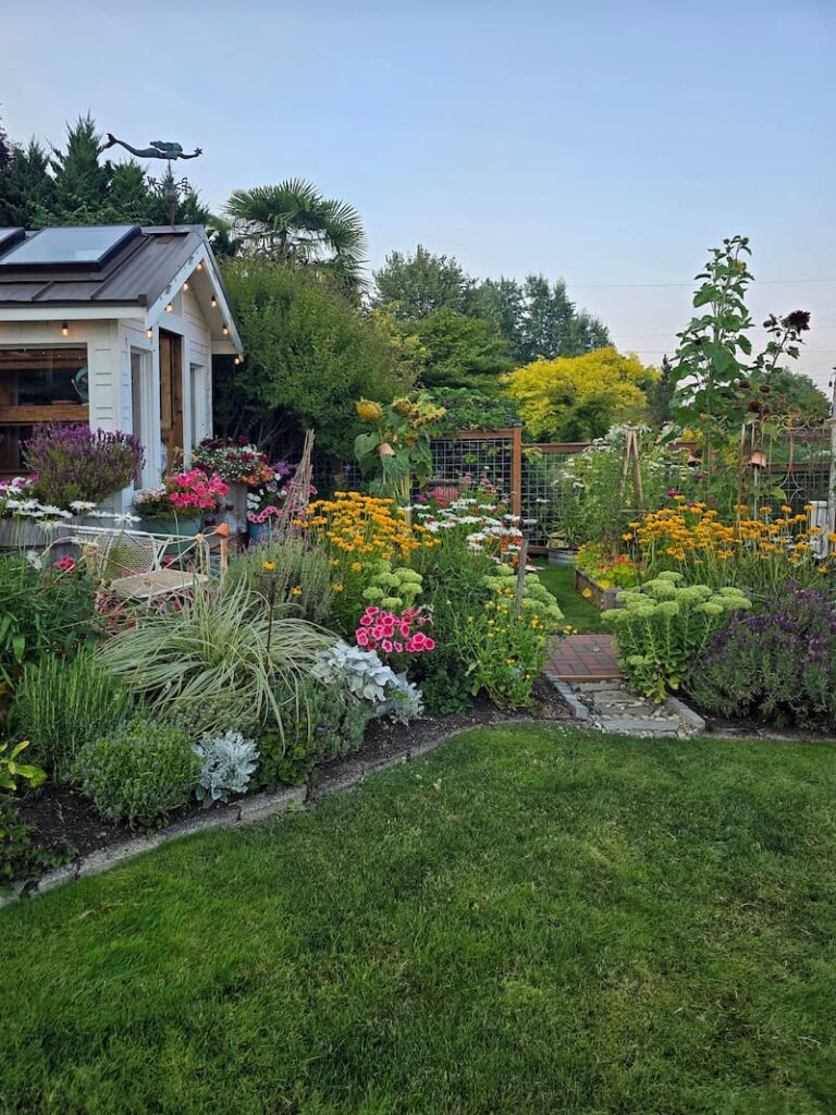 Late summer cottage garden with perennials and annuals in bloom in the Pacific Northwest