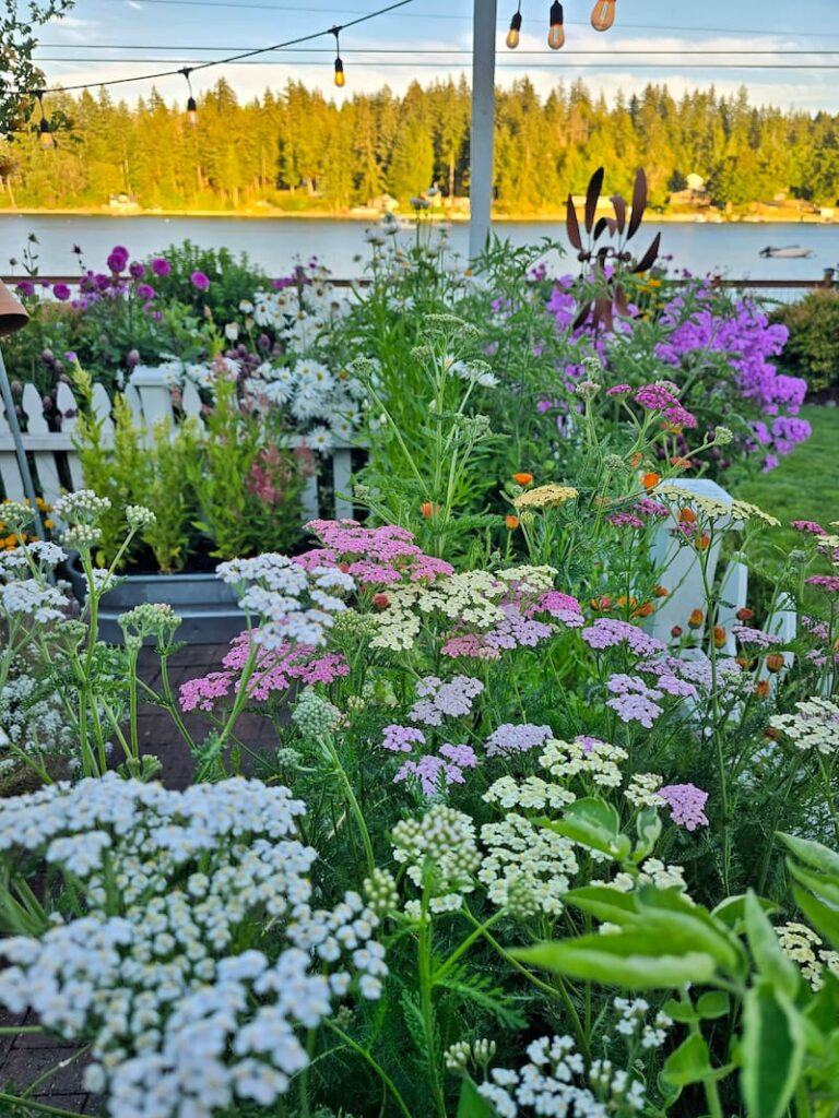 Summer mix yarrow blooming in a Pacific Northwest cottage garden