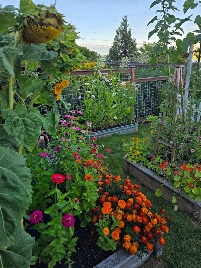 Summer raised bed garden in full bloom in the Pacific Northwest