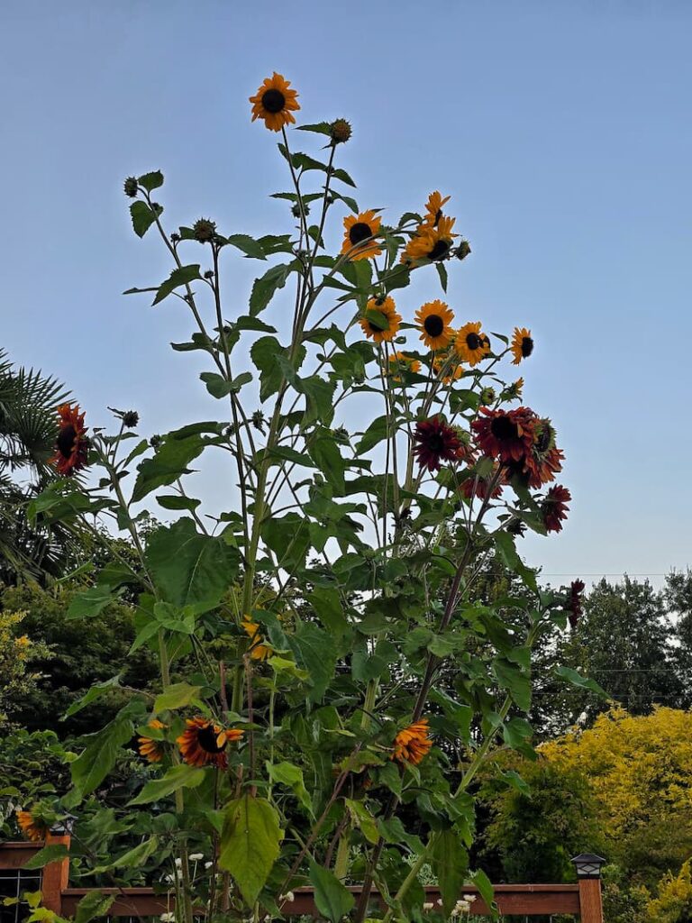 Sunflowers growing in a Pacific Northwest cottage garden in August
