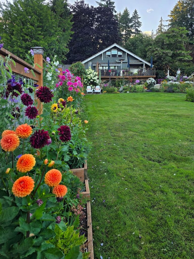 Orange and burgundy dahlias in front of a 1920 beach cottage on Puget Sound