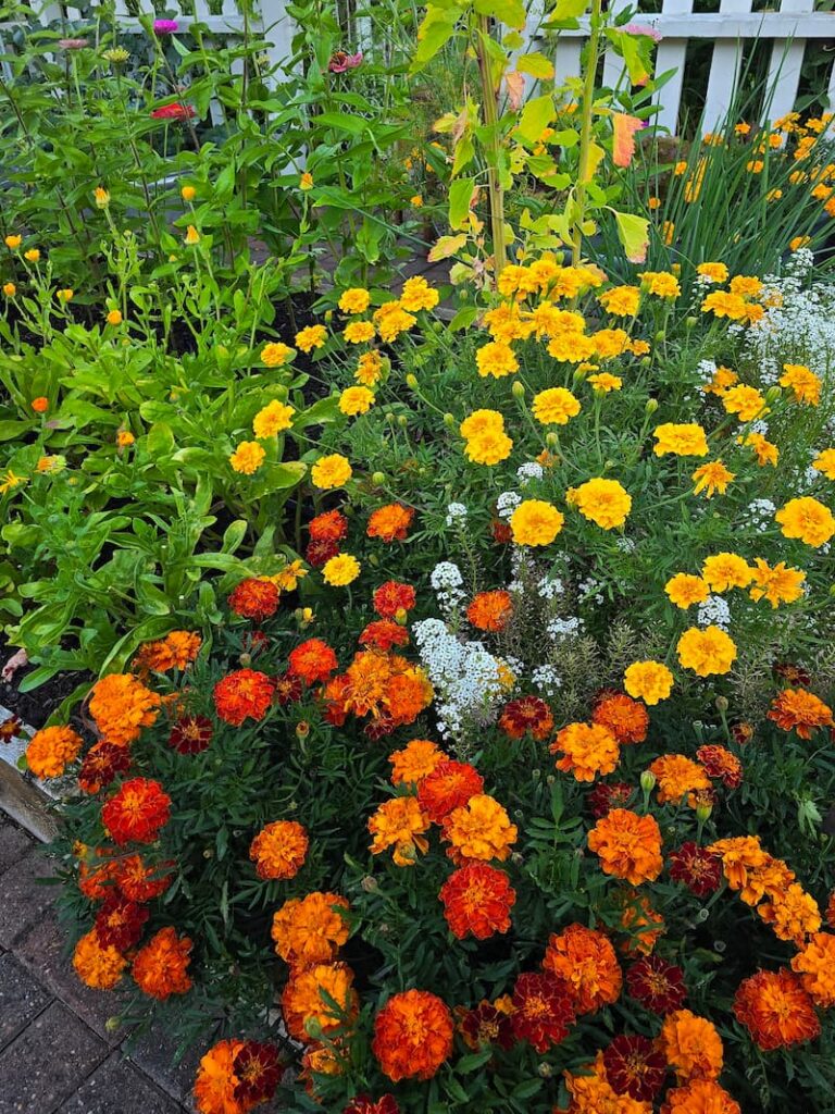 Yellow and cherry red marigolds growing in a summer cottage garden