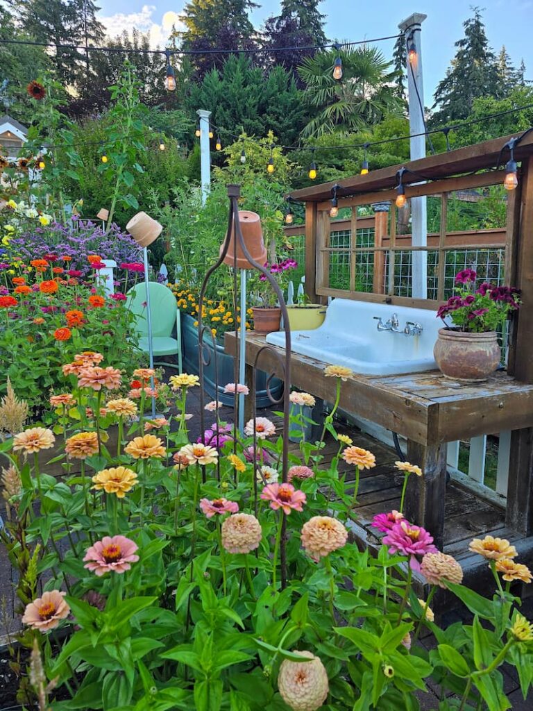 Colorful pastel zinnias growing beside a vintage farmhouse sink potting bench