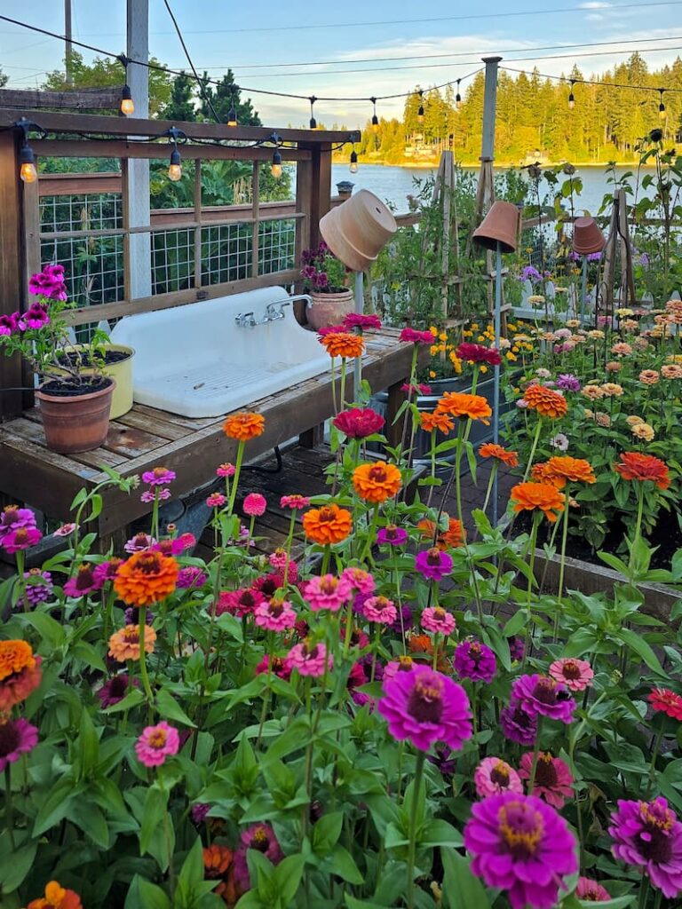 orange and pink zinnias blooming in front of a vintage farmhouse sink potting bench in a cut flower garden
