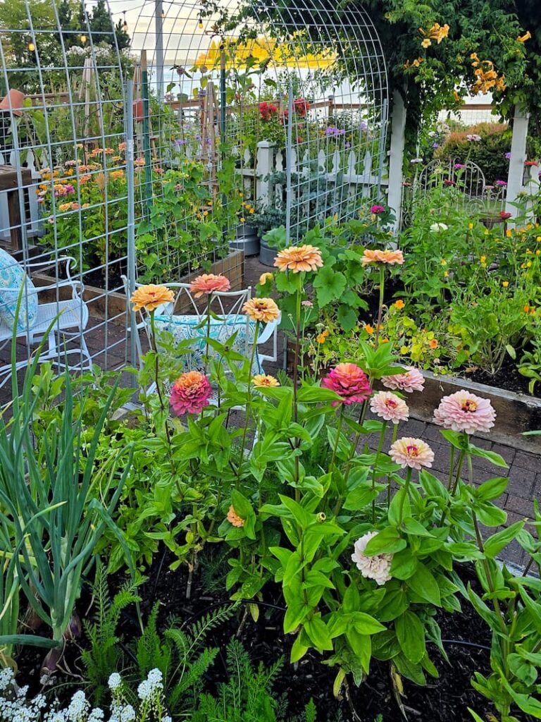 Zinnias in full bloom in a Pacific Northwest cut flower garden