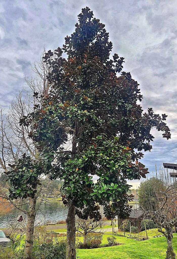 Mature magnolia tree growing in a Pacific Northwest cottage yard