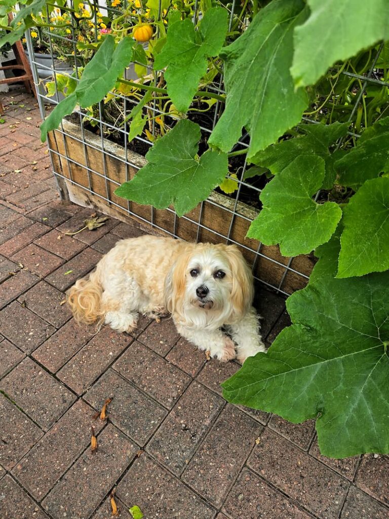 Mini pumpkins growing on a trellis in a Pacific Northwest cottage cut flower garden in September and cream dog laying under the vines
