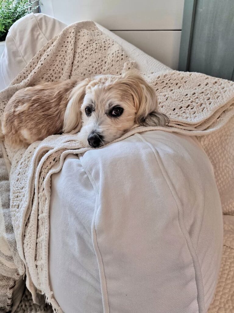 cream dog Ollie laying on the white chair