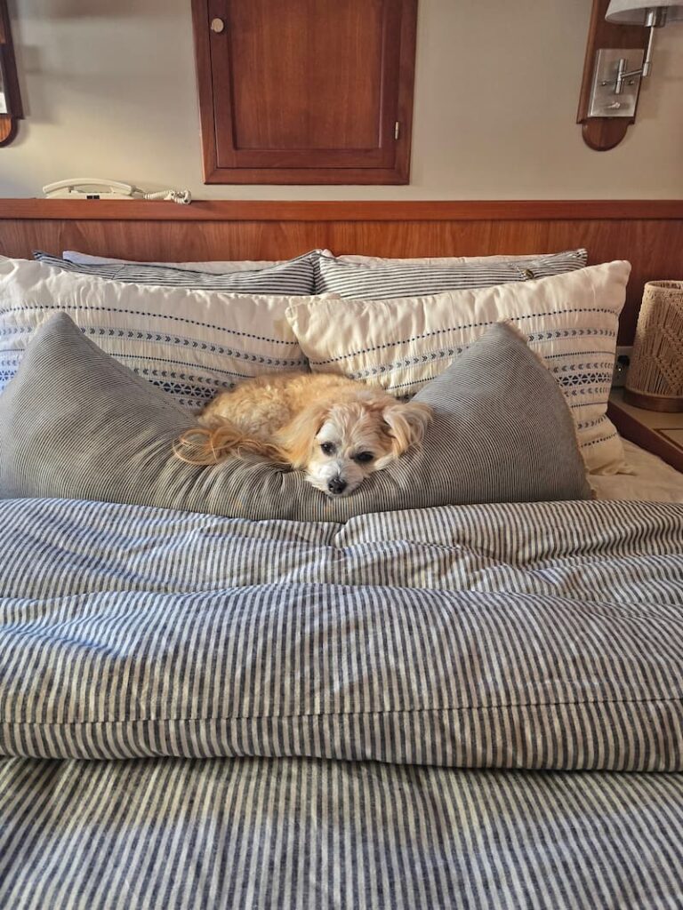 Ollie, our cream-colored dog, relaxing on blue and white striped bedding aboard Wildflower